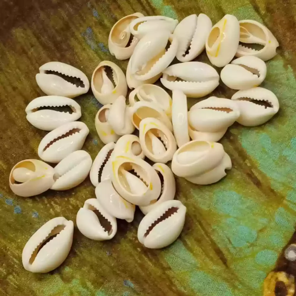 Concha Cowrie o Cauri