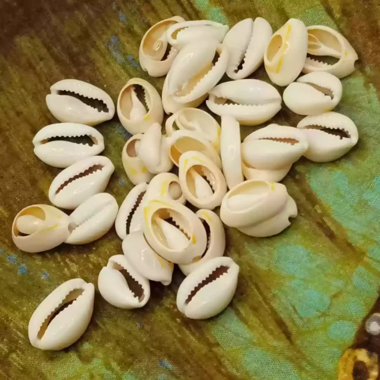 concha cortada2 1080